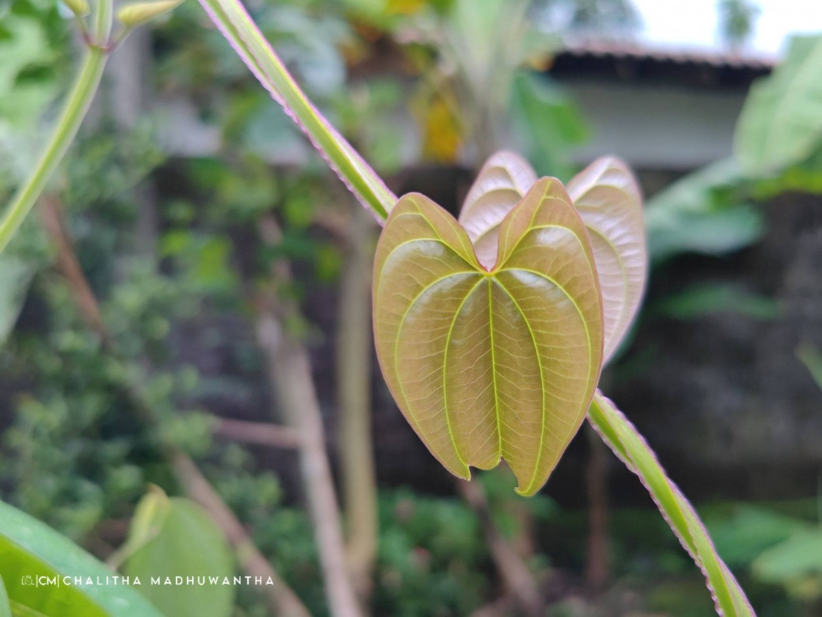 Dioscorea alata L.